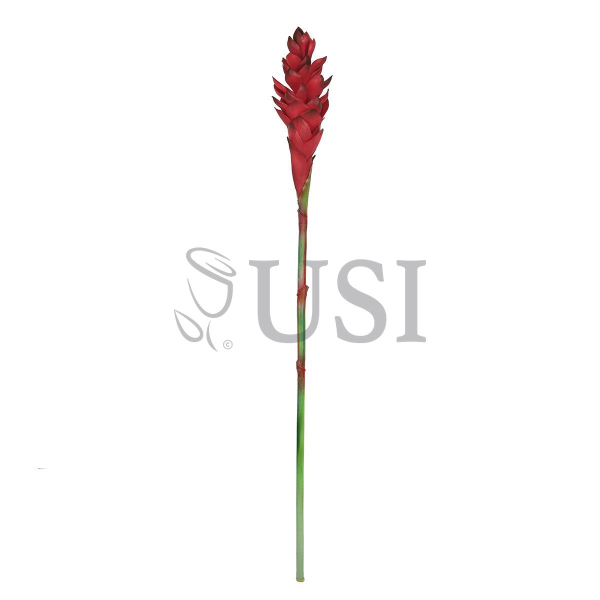 Ginger Flower Stem Real Touch, 31in, Red