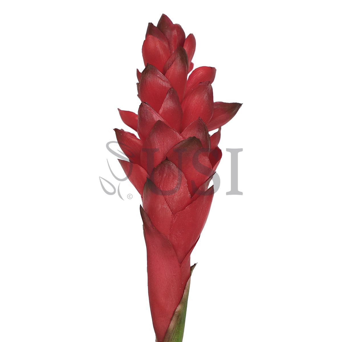 Ginger Flower Stem Real Touch, 31in, Red