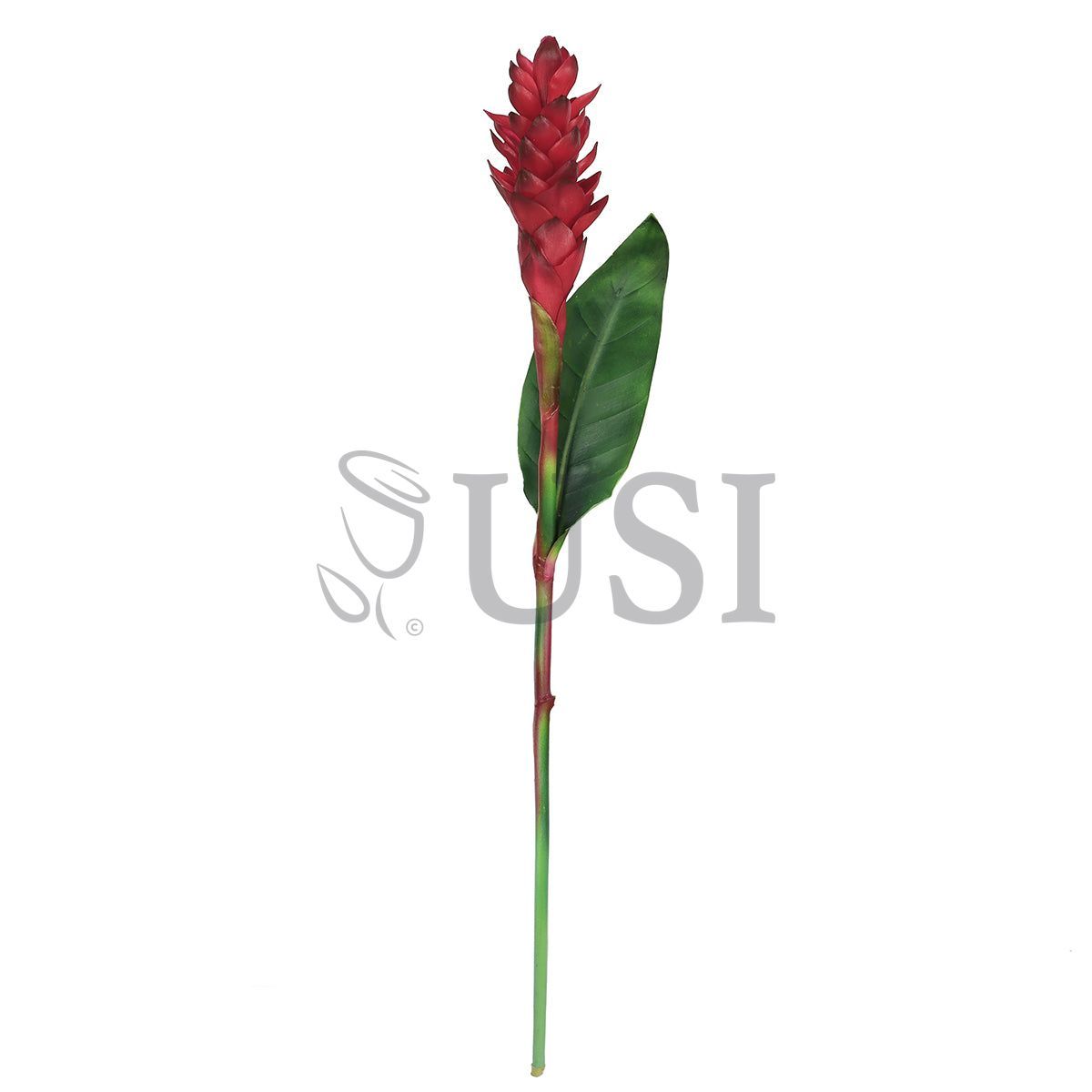 Ginger Flower Stem w Leaf Real Touch, 31in, Red