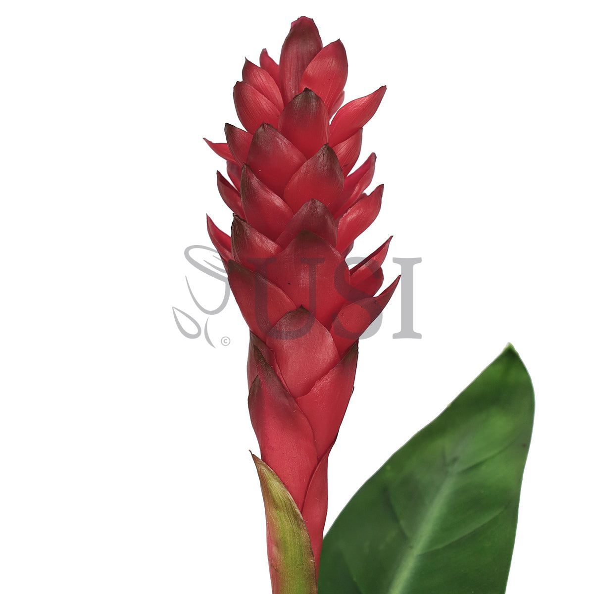 Ginger Flower Stem w Leaf Real Touch, 31in, Red