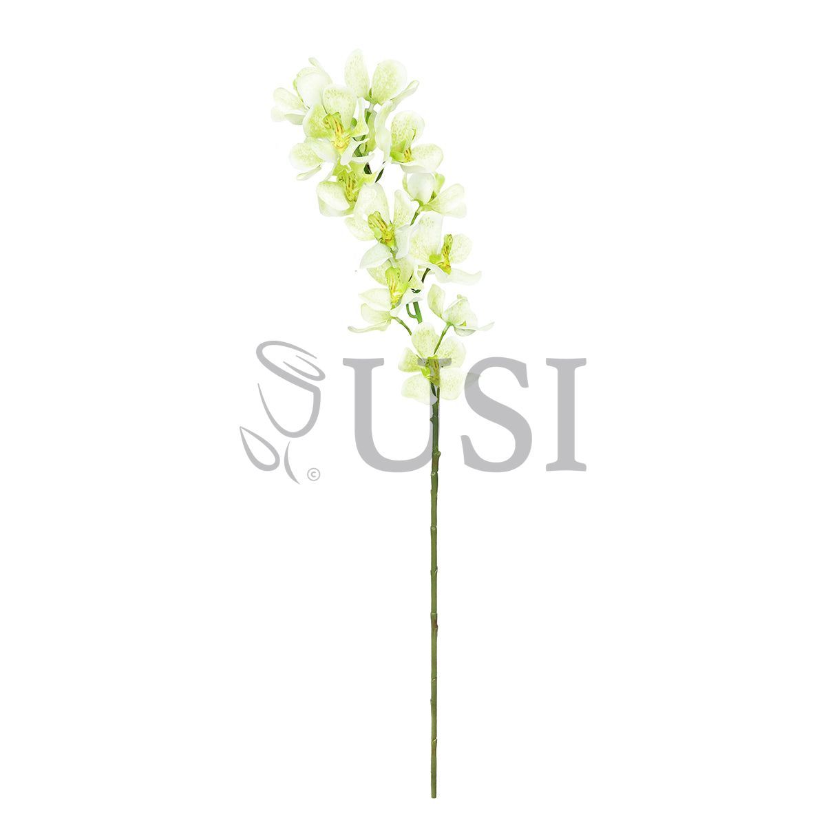 Vanda Orchid Flower Stem, 32in, Cream Green
