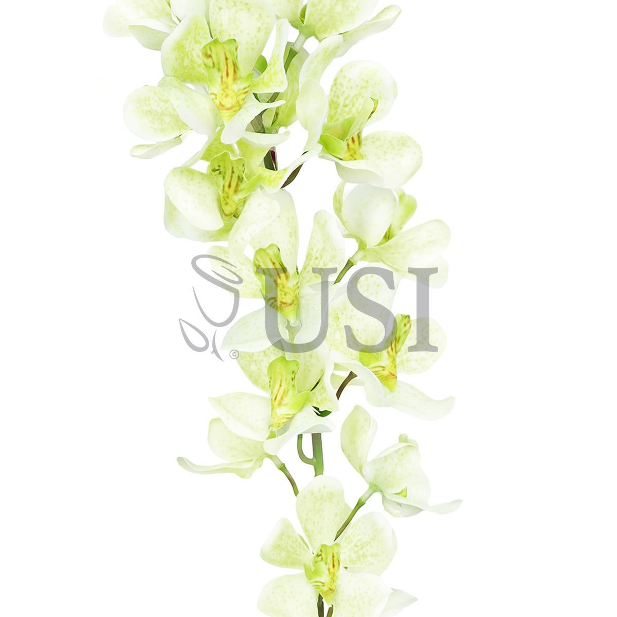 Vanda Orchid Flower Stem, 32in, Cream Green
