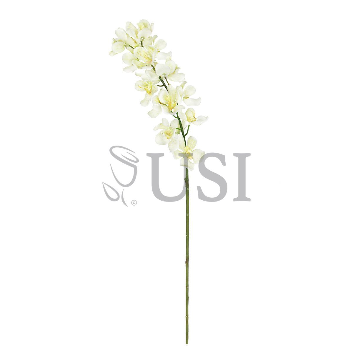 Vanda Orchid Flower Stem, 32in, Cream