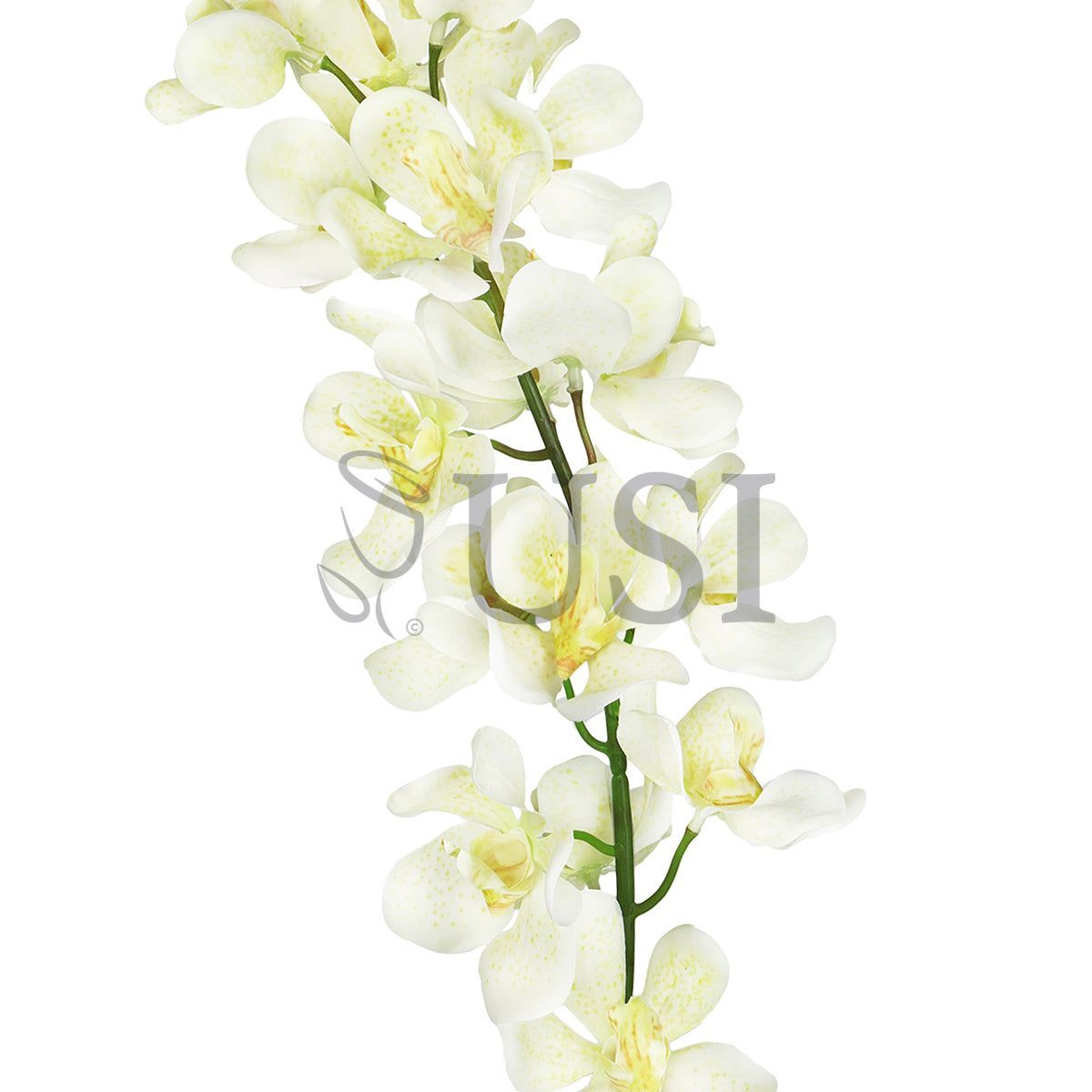 Vanda Orchid Flower Stem, 32in, Cream