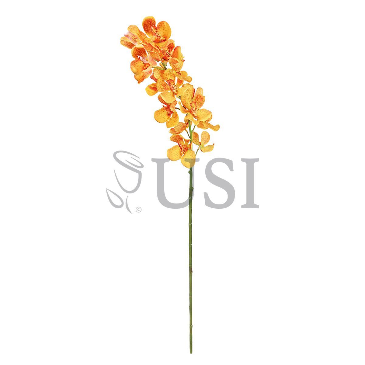 Vanda Orchid Flower Stem, 32in, Orange