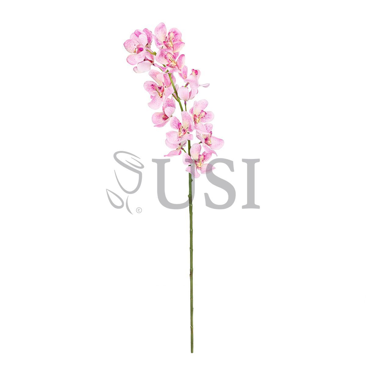 Vanda Orchid Flower Stem, 32in, Pink