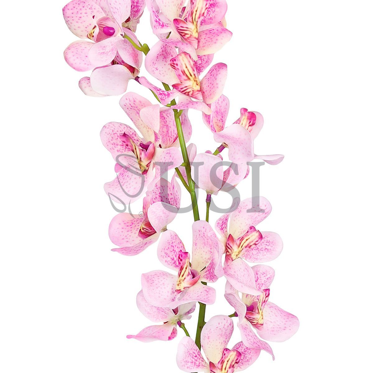 Vanda Orchid Flower Stem, 32in, Pink