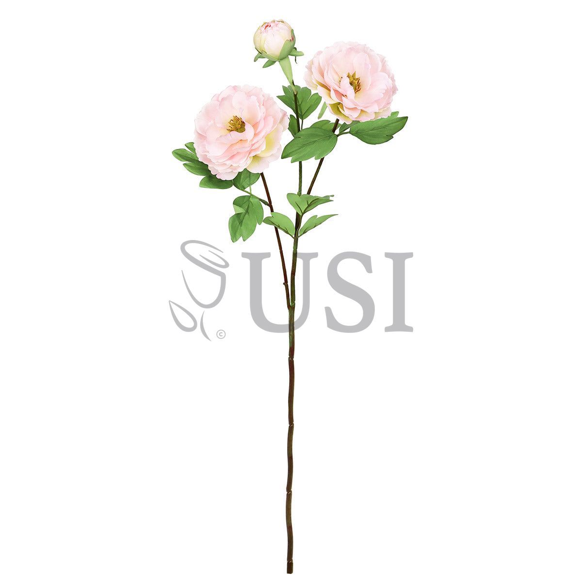 Tree Peony Flower Spray x 2 Flo 1 Bud, 29in, Blush Pink