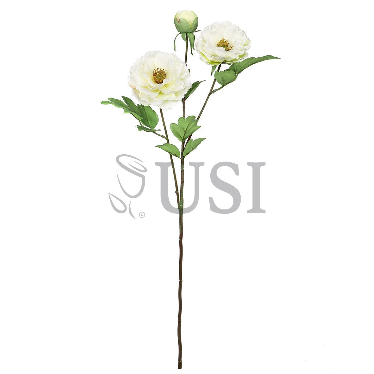 Tree Peony Flower Spray x 2 Flo 1 Bud, 29in, Cream White