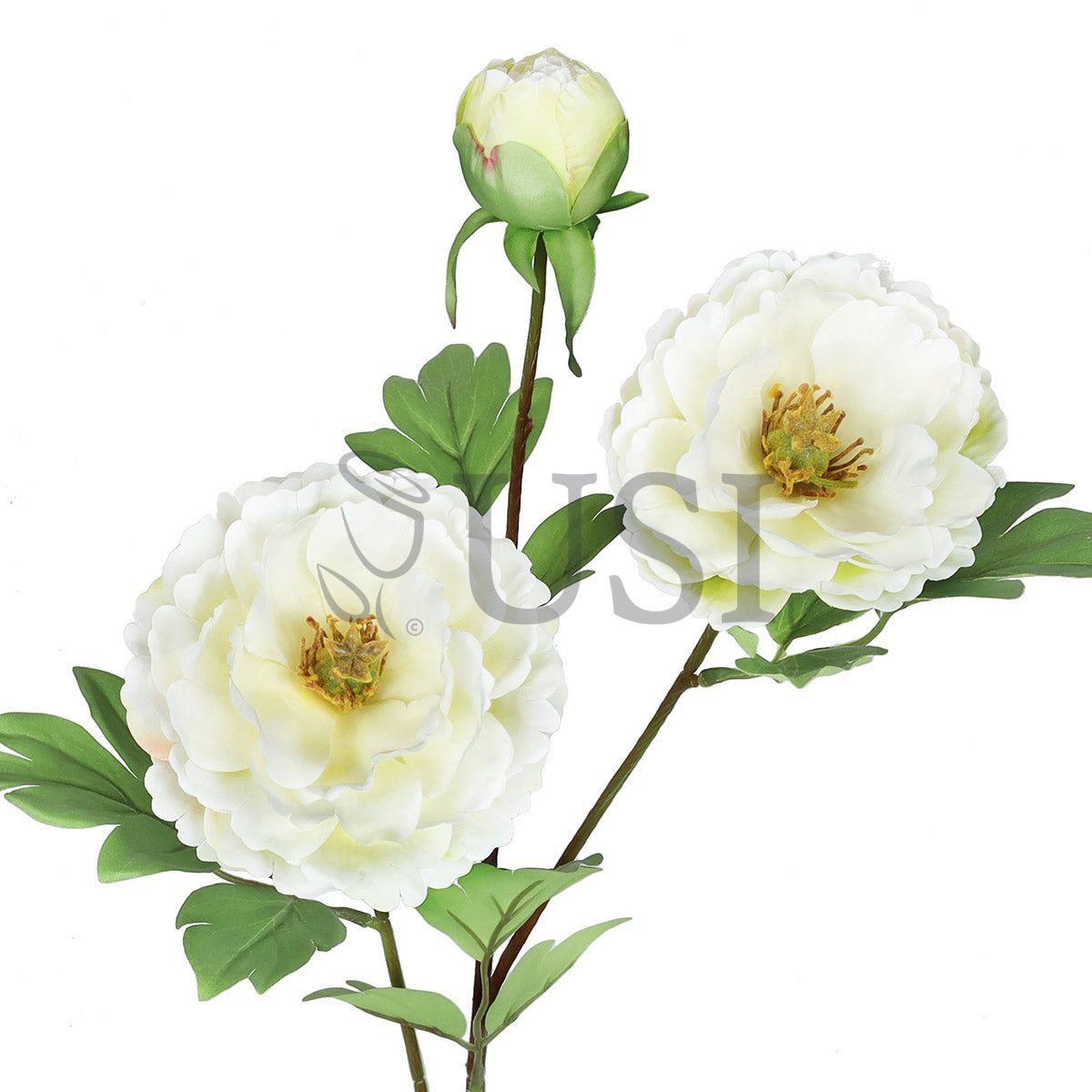 Tree Peony Flower Spray x 2 Flo 1 Bud, 29in, Cream White