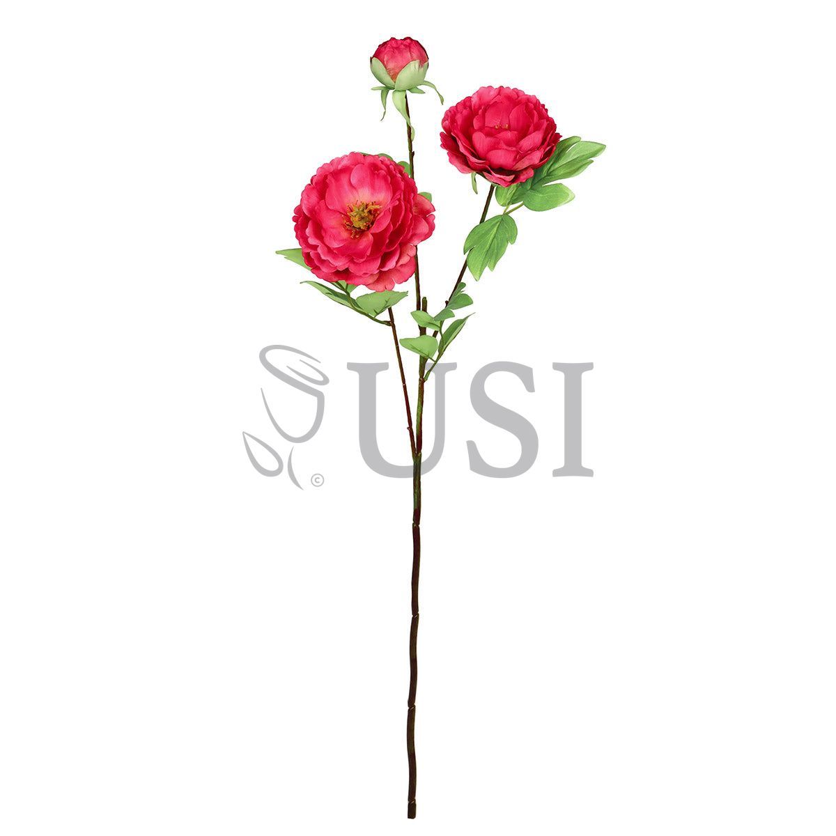 Tree Peony Flower Spray x 2 Flo 1 Bud, 29in, Red Beauty