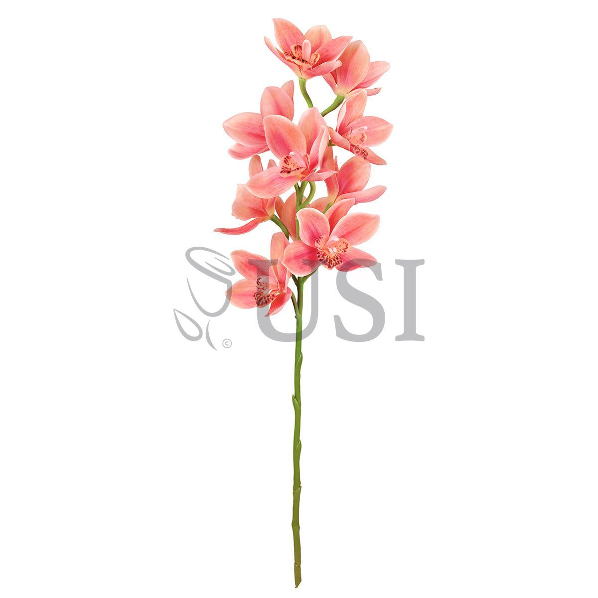 Large Cymbidium Orchid Flower Stem, 31in, Coral