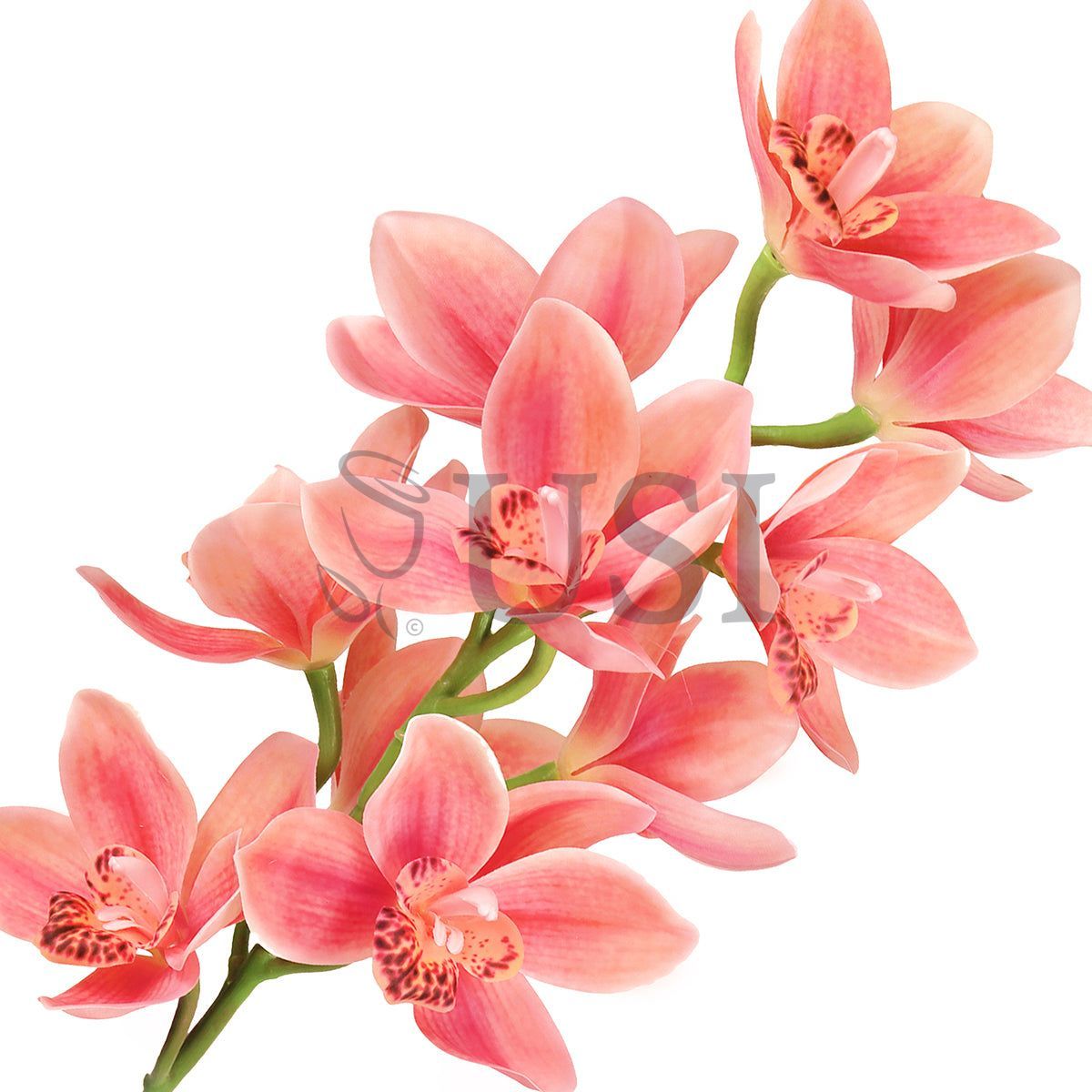 Large Cymbidium Orchid Flower Stem, 31in, Coral