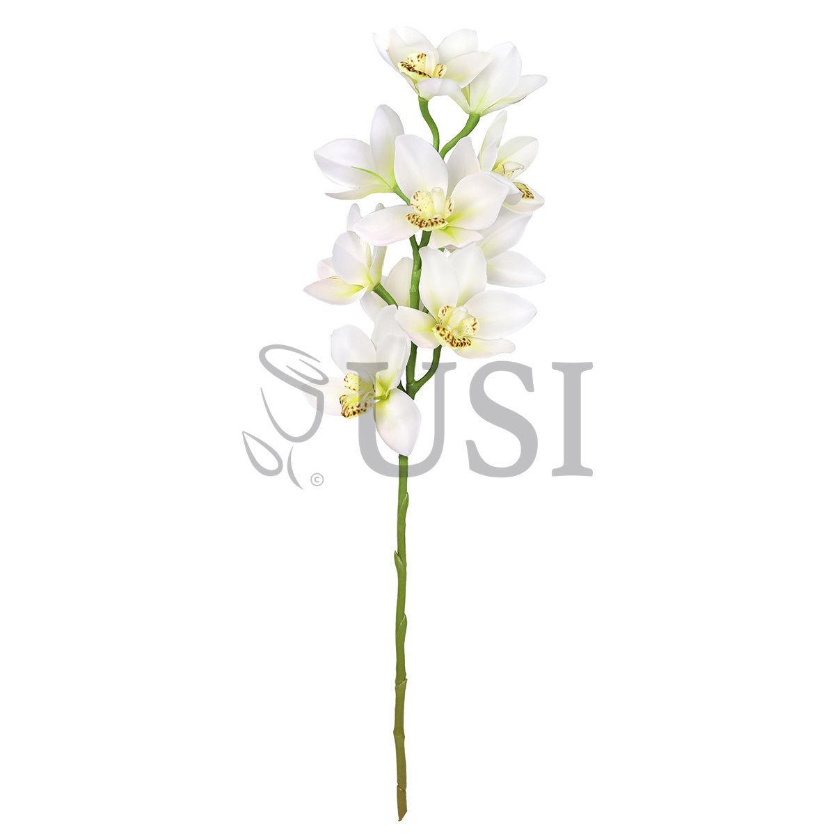 Large Cymbidium Orchid Flower Stem, 31in, Cream