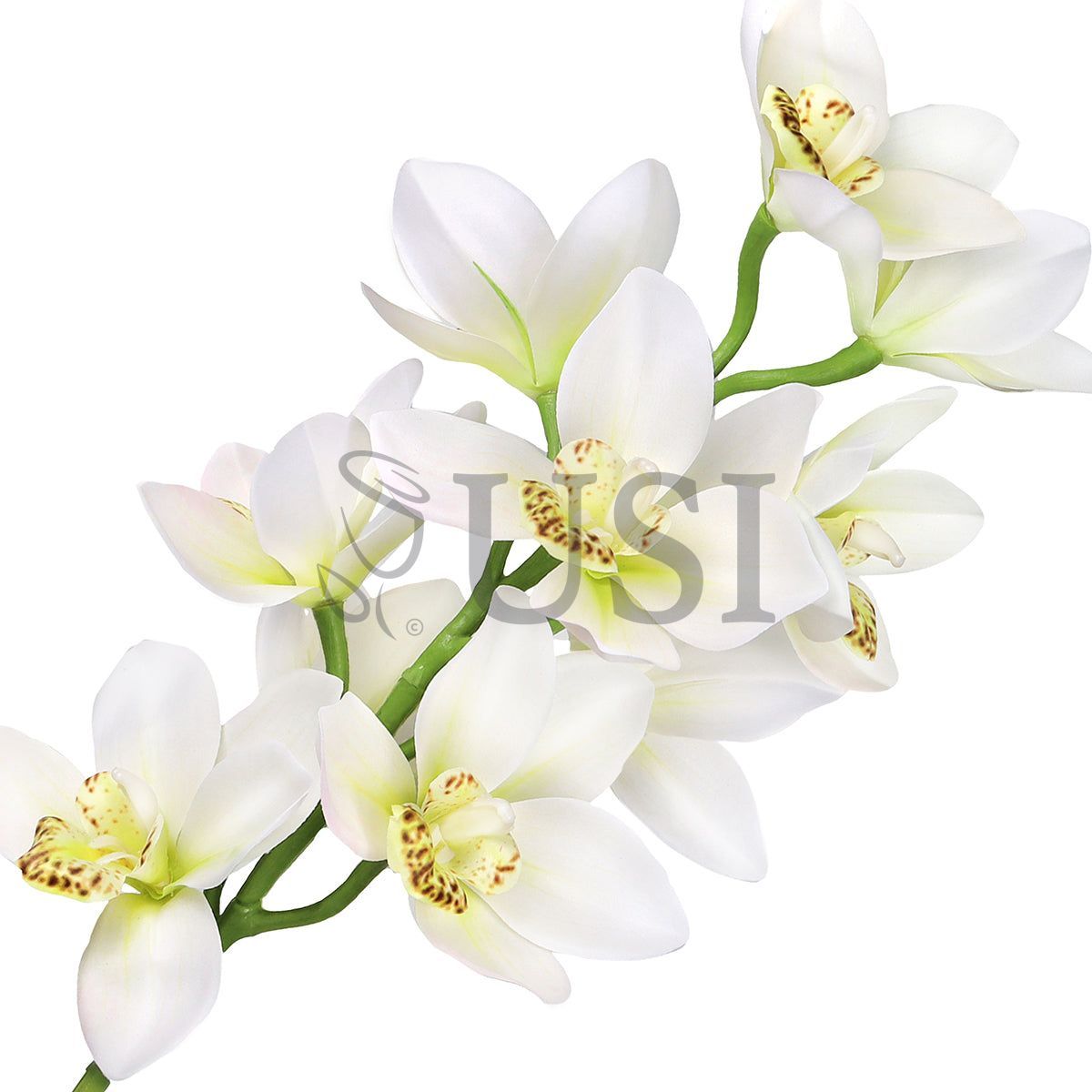 Large Cymbidium Orchid Flower Stem, 31in, Cream