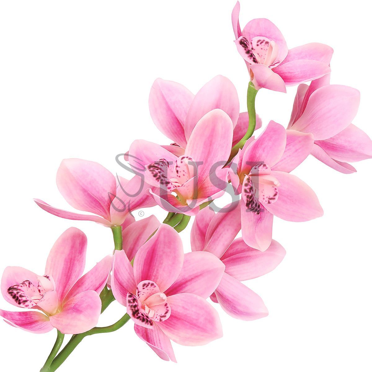 Large Cymbidium Orchid Flower Stem, 31in, Fuchsia Pink