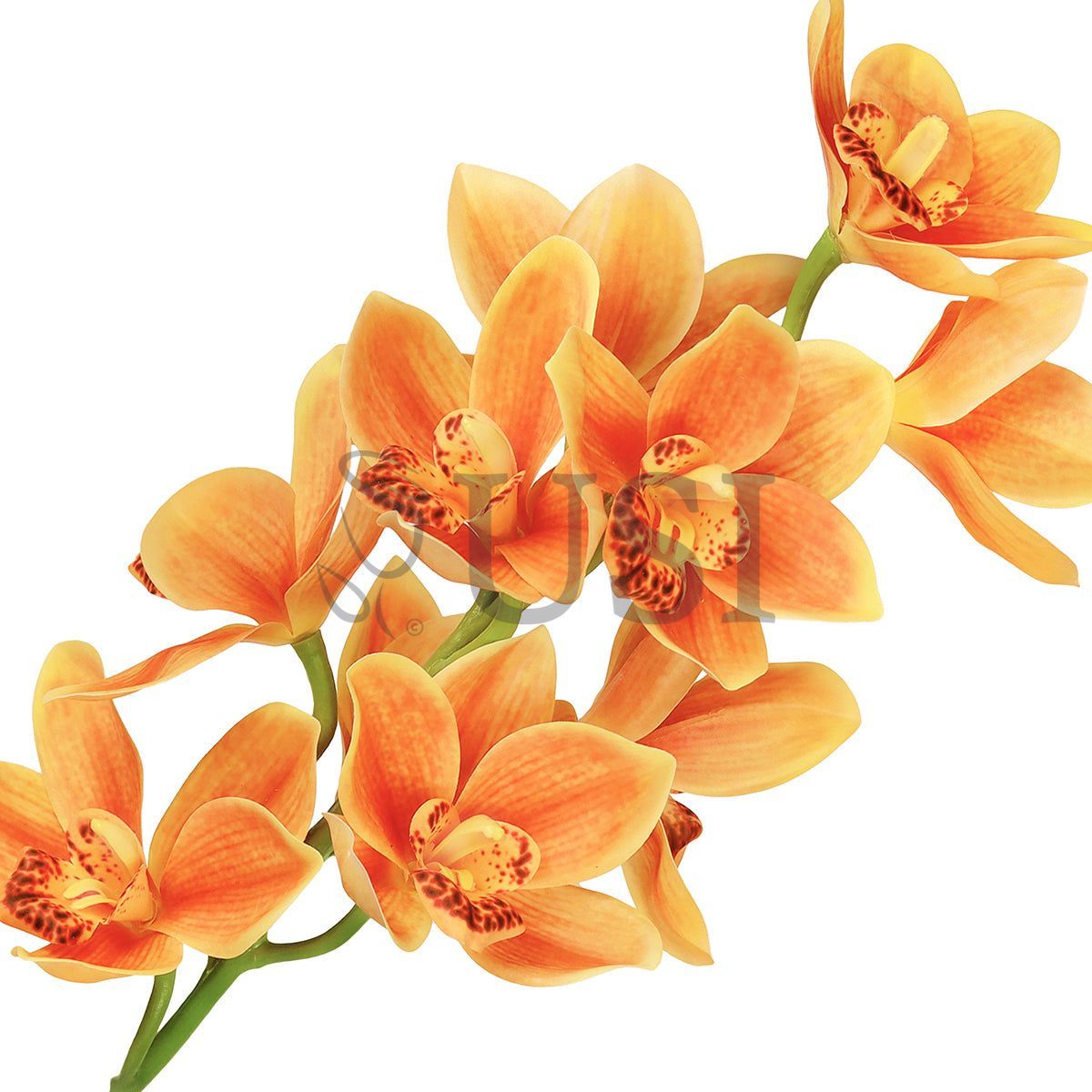 Large Cymbidium Orchid Flower Stem, 31in, Orange