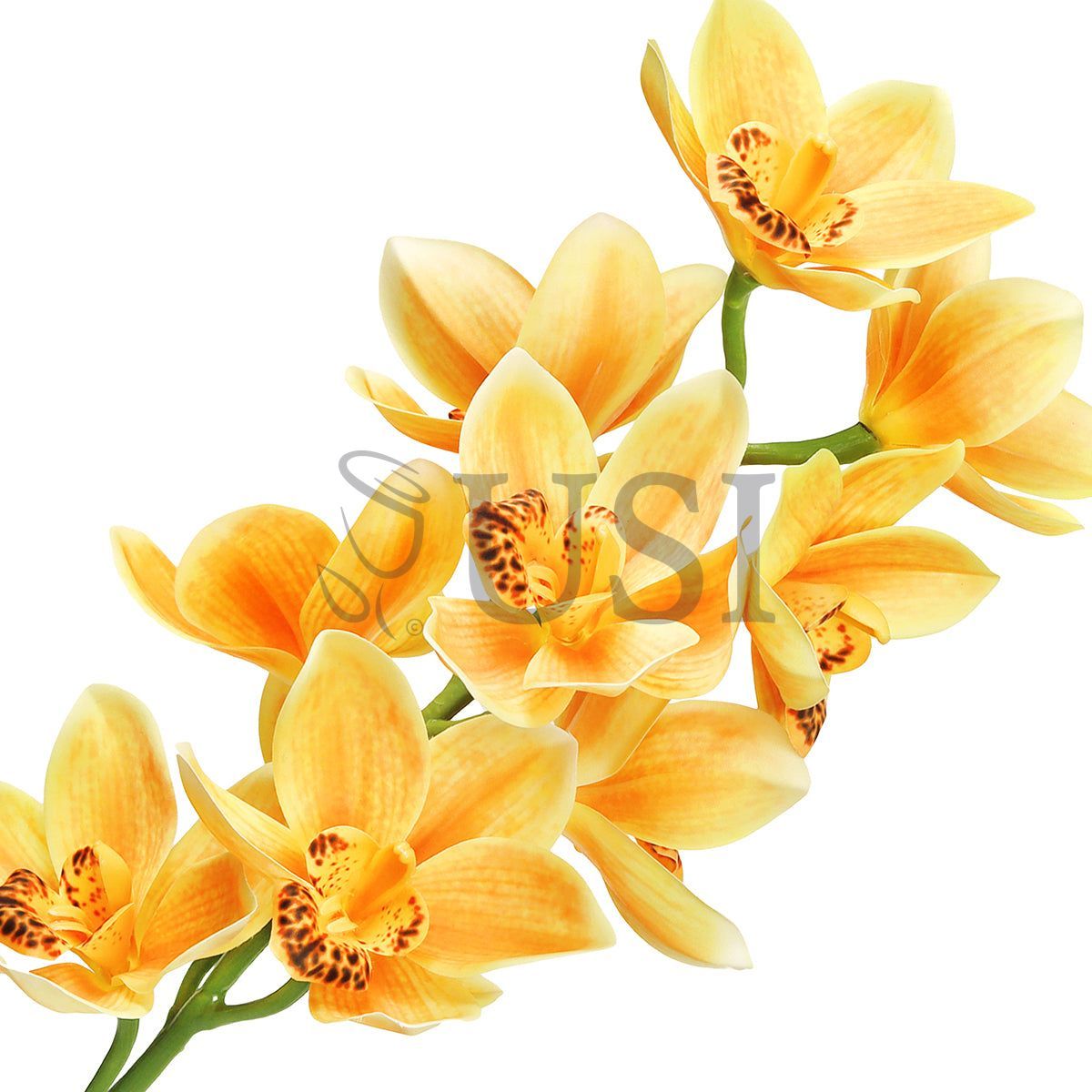 Large Cymbidium Orchid Flower Stem, 31in, Yellow