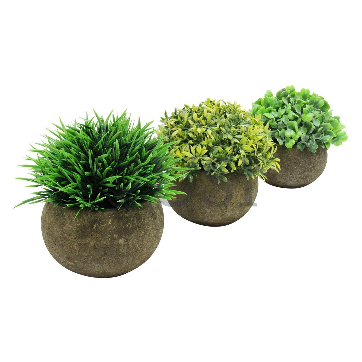 Mini Boxwood Grass Tea Leaf Mix Plant in Pot Set of 3, 4.5in, Frosted Green
