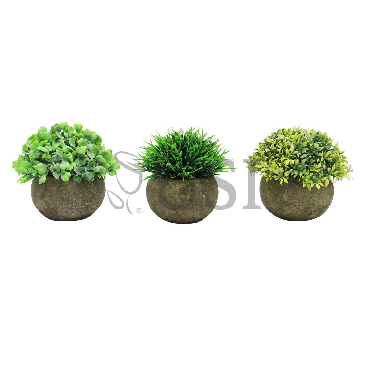 Mini Boxwood Grass Tea Leaf Mix Plant in Pot Set of 3, 4.5in, Frosted Green