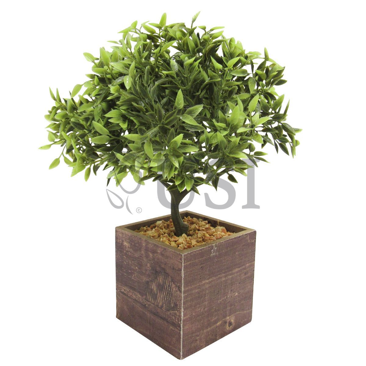 Tea Leaf Bonsai in Wooden Square Pot, 11in, Green