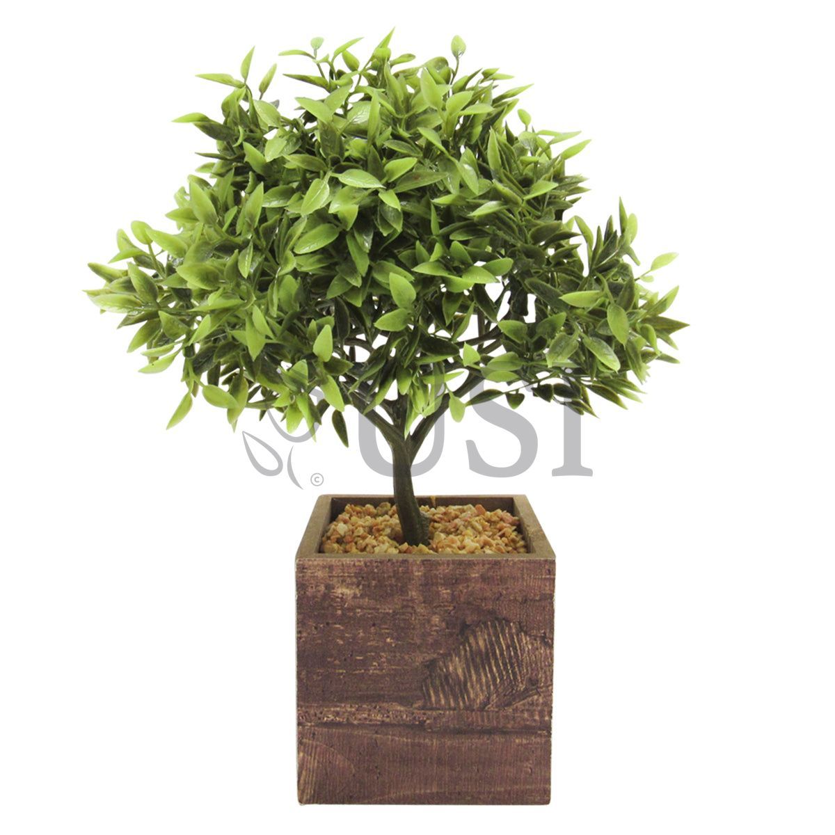 Tea Leaf Bonsai in Wooden Square Pot, 11in, Green