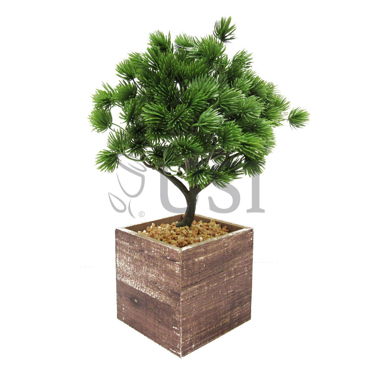 Pine Bonsai in Wooden Square Pot, 10.5in, Green