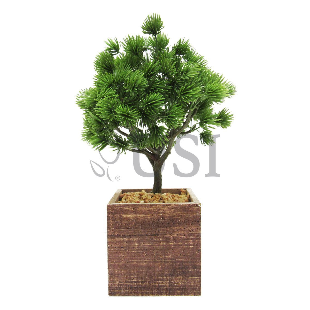 Pine Bonsai in Wooden Square Pot, 10.5in, Green