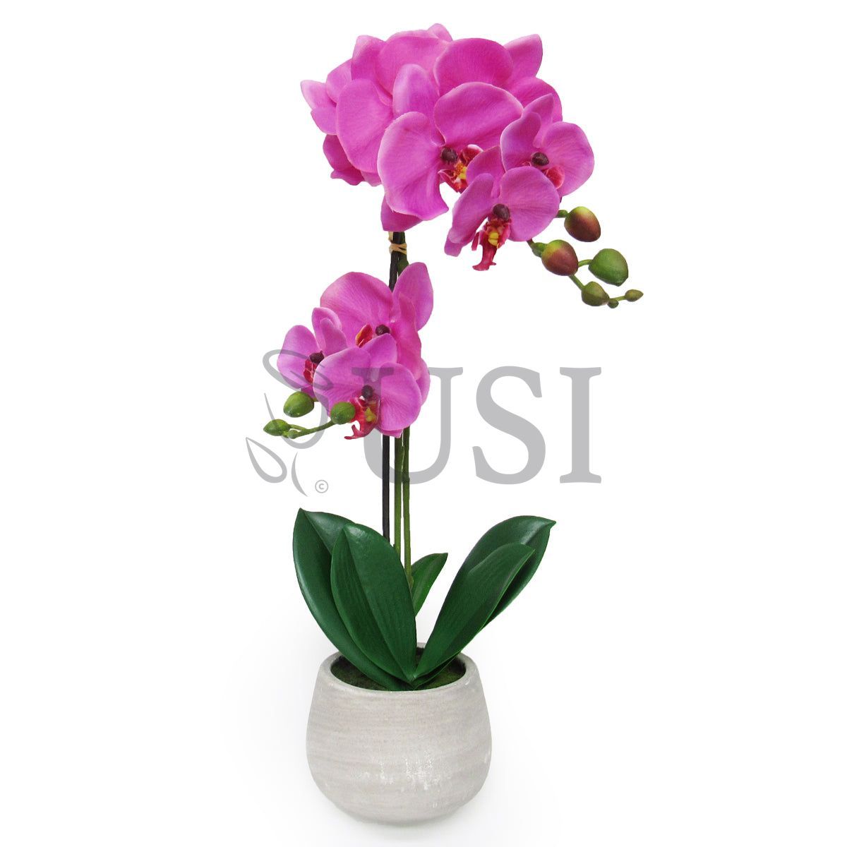 Phalaenopsis Orchid Deluxe in Clay Pot, 20in, Fuchsia