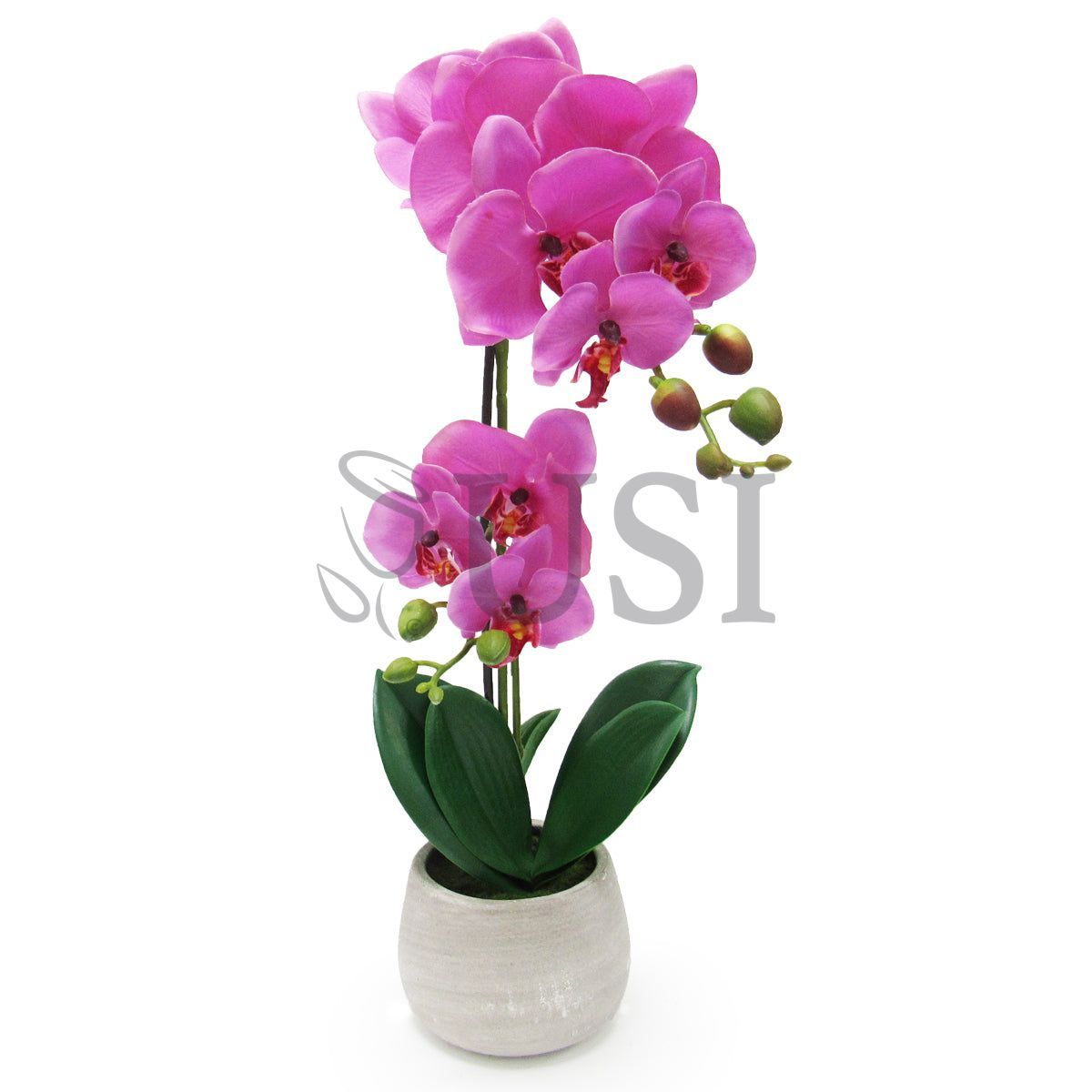 Phalaenopsis Orchid Deluxe in Clay Pot, 20in, Fuchsia