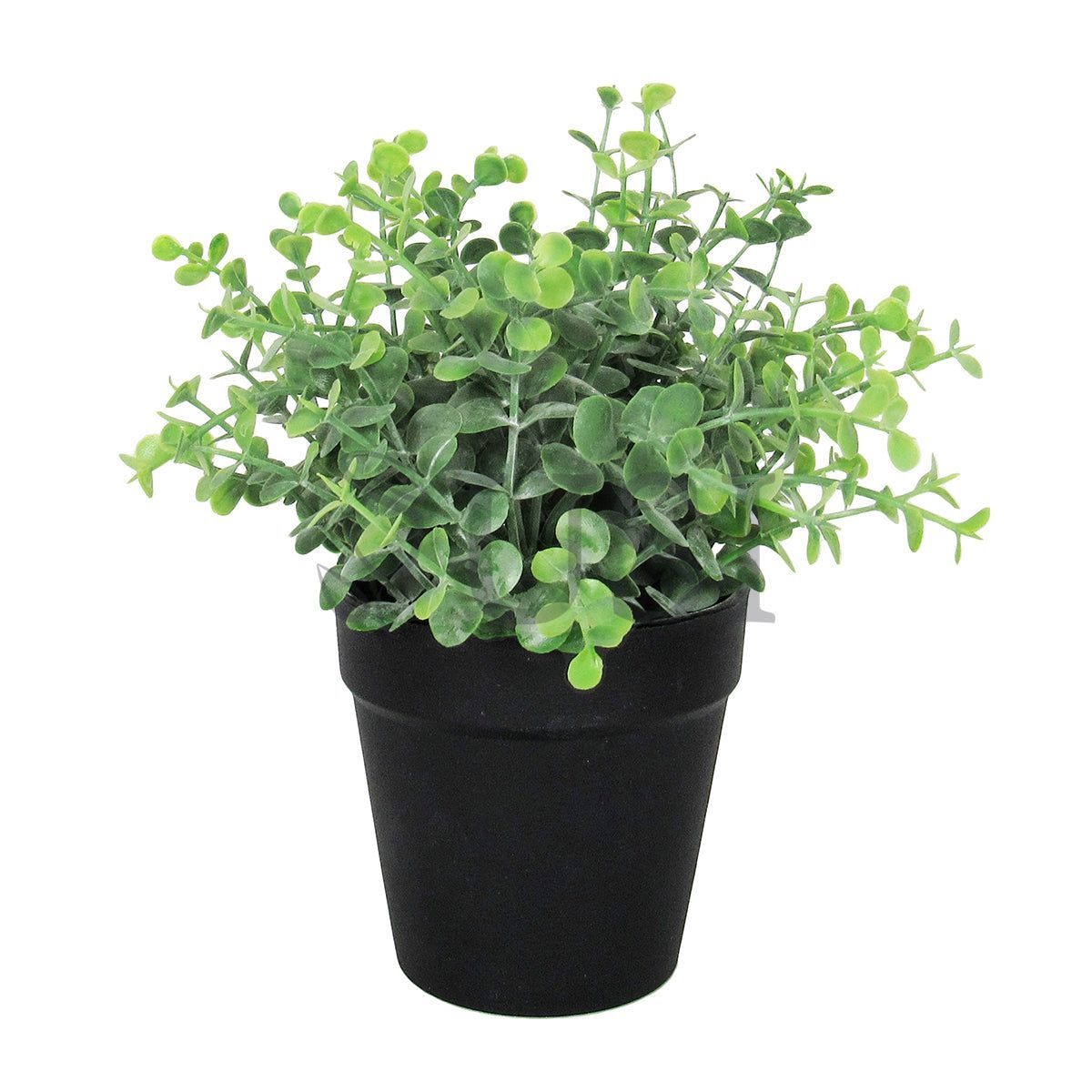 Mini Eucalyptus in Black Plastic Pot, 8.5in, Green