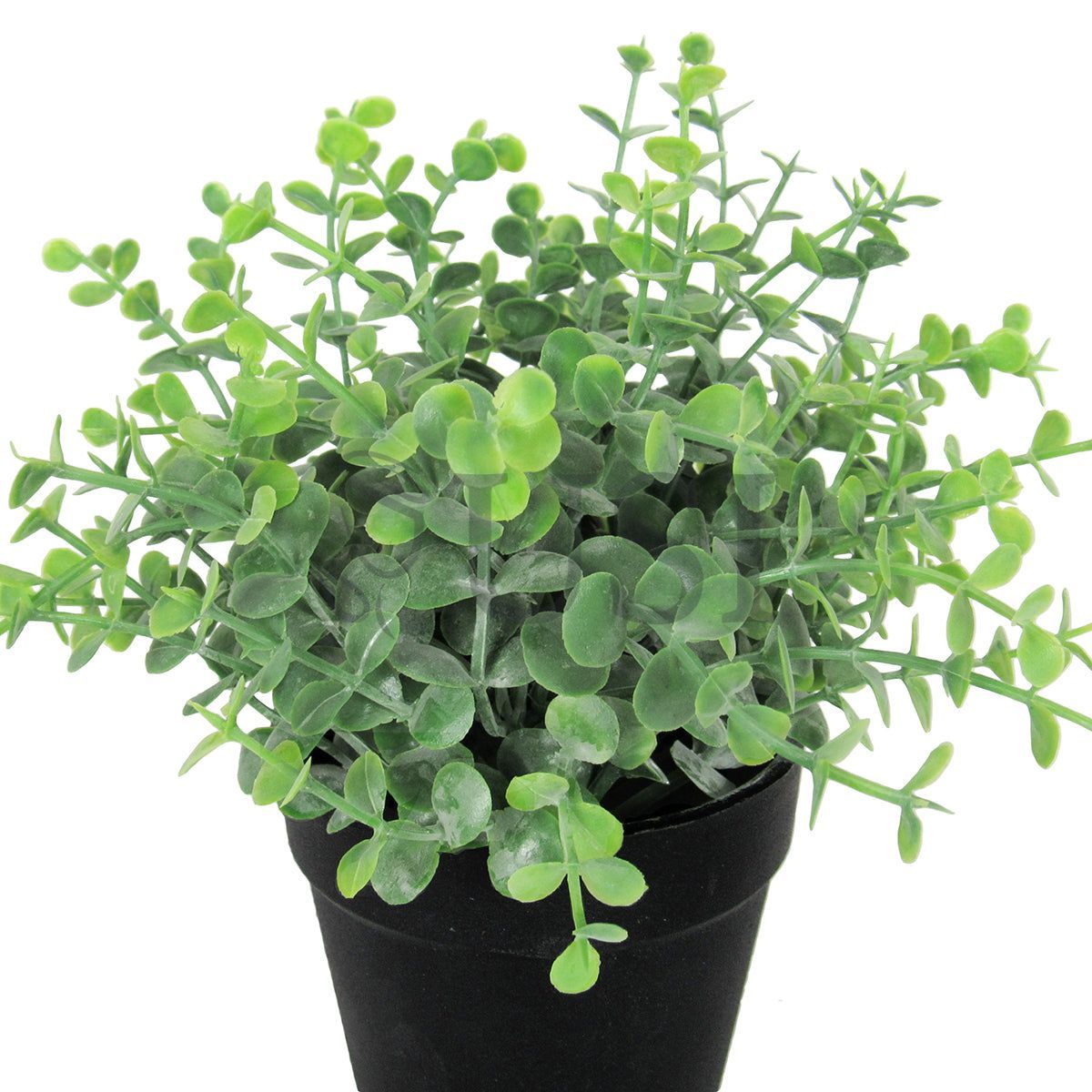 Mini Eucalyptus in Black Plastic Pot, 8.5in, Green
