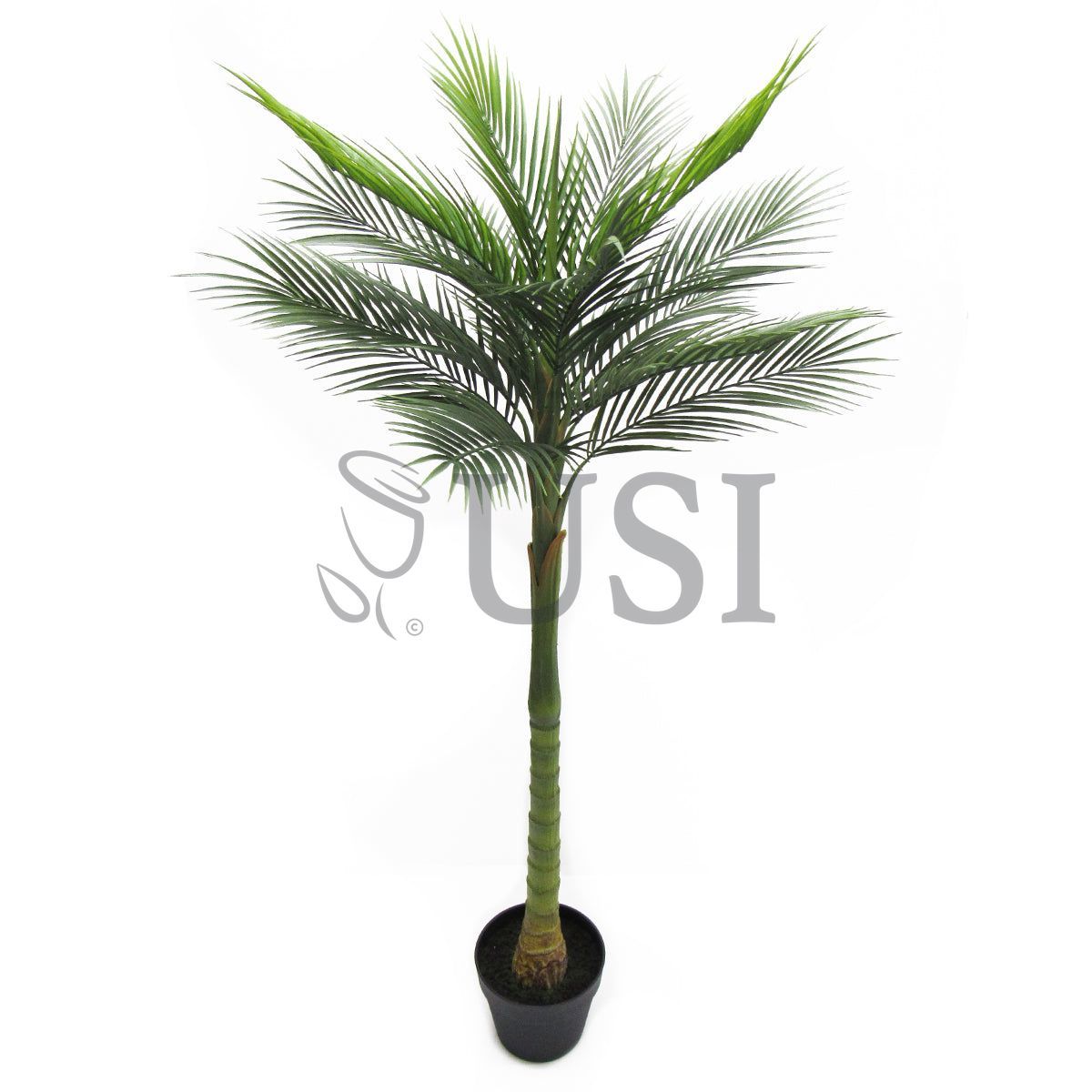 Tropical Areca Palm Tree Potted, 50in, Green