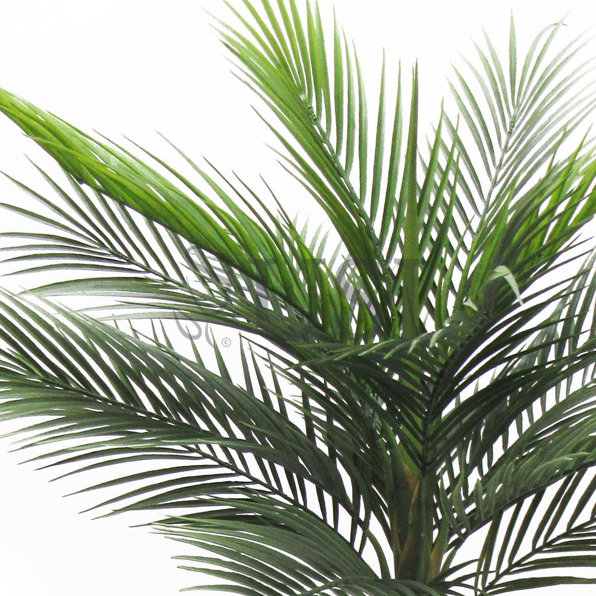 Tropical Areca Palm Tree Potted, 50in, Green