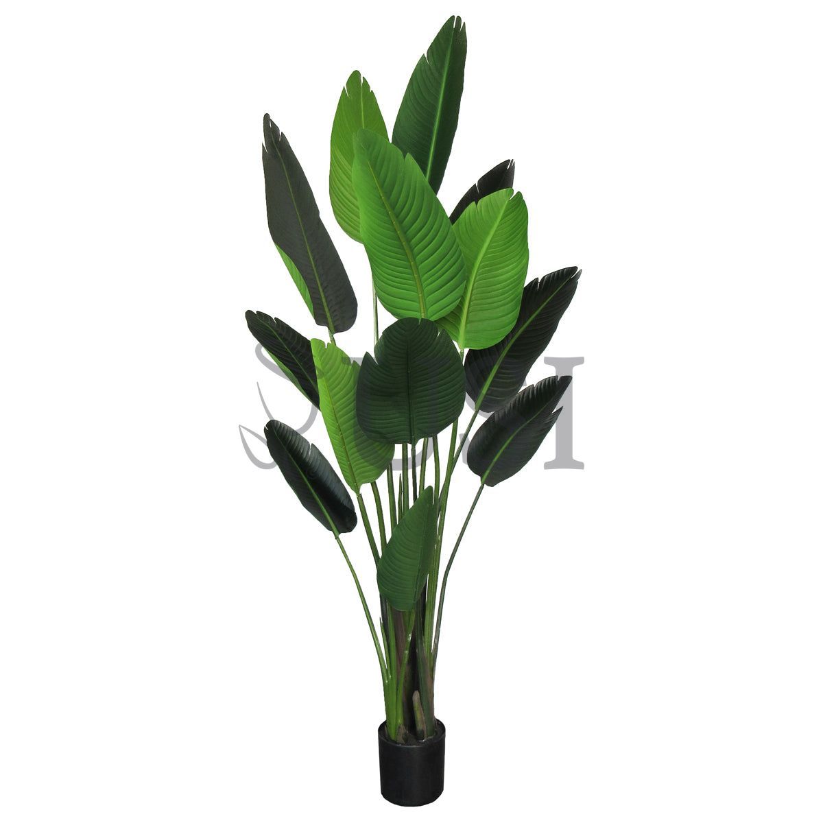 Travelers Palm Tree x13 Potted, 6ft, Green