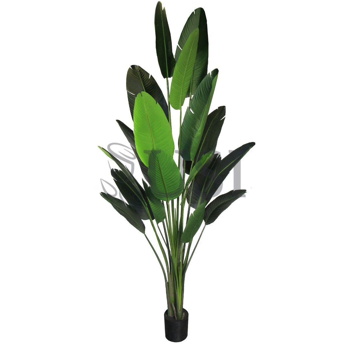 Travelers Palm Tree x18 Potted, 8.5ft, Green