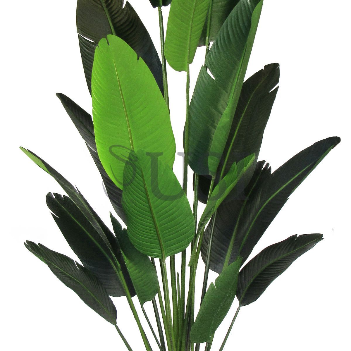 Travelers Palm Tree x18 Potted, 8.5ft, Green
