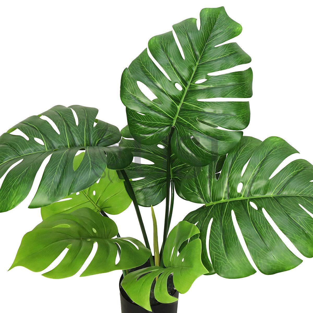 Split Leaf Philodendron Monstera Plant Potted, 2ft, Green