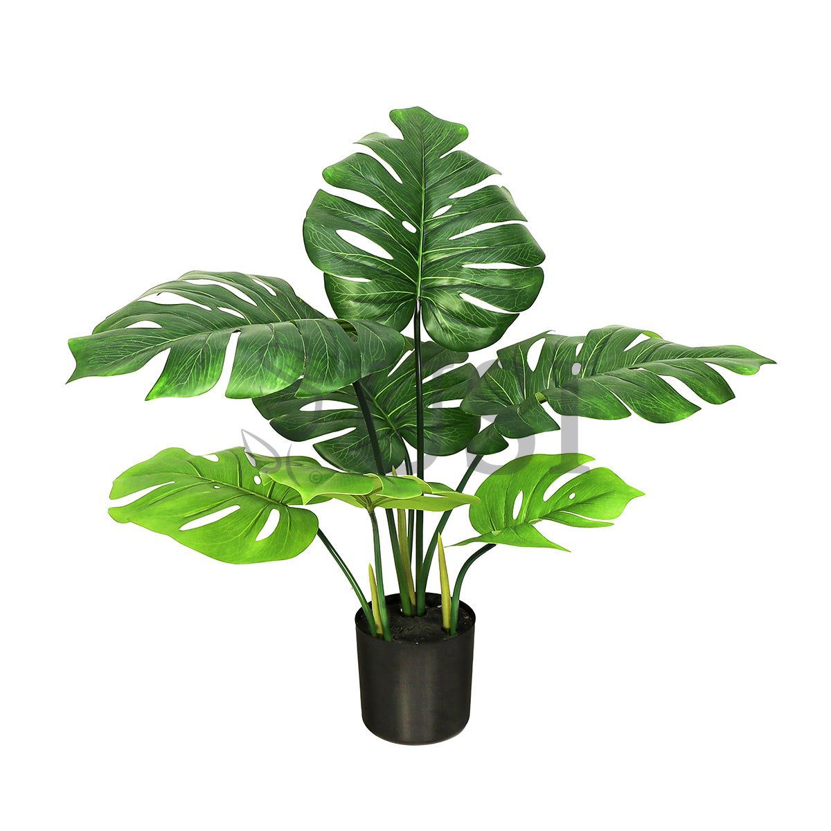 Split Leaf Philodendron Monstera Plant Potted, 2ft, Green