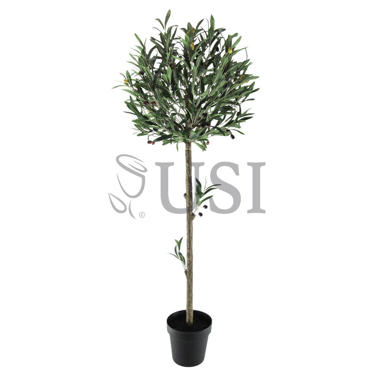 Topiary Olive Tree Potted w Fruits, 48in, Green