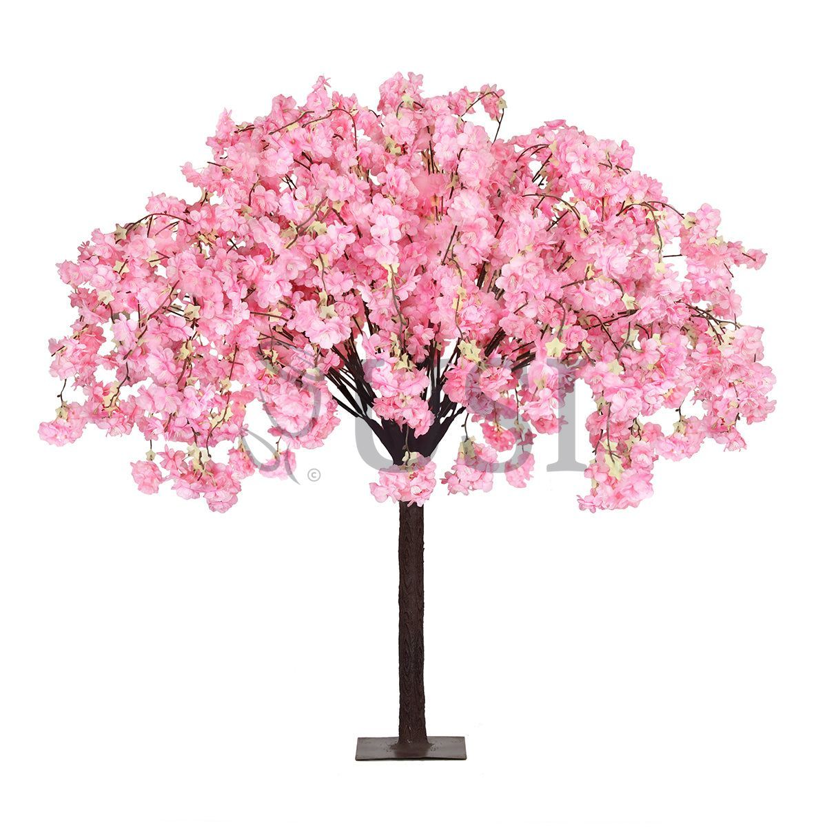 Japanese Hanging Cherry Blossom Flower Tree, 4.5ft, Pink