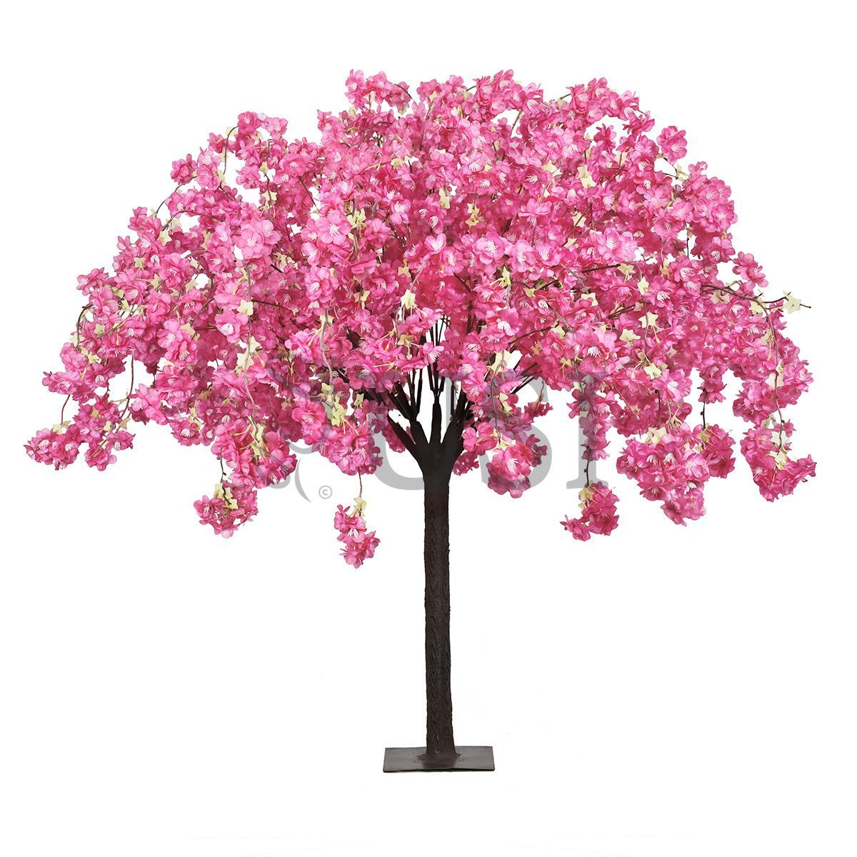Japanese Hanging Cherry Blossom Flower Tree, 4.5ft, Fuchsia