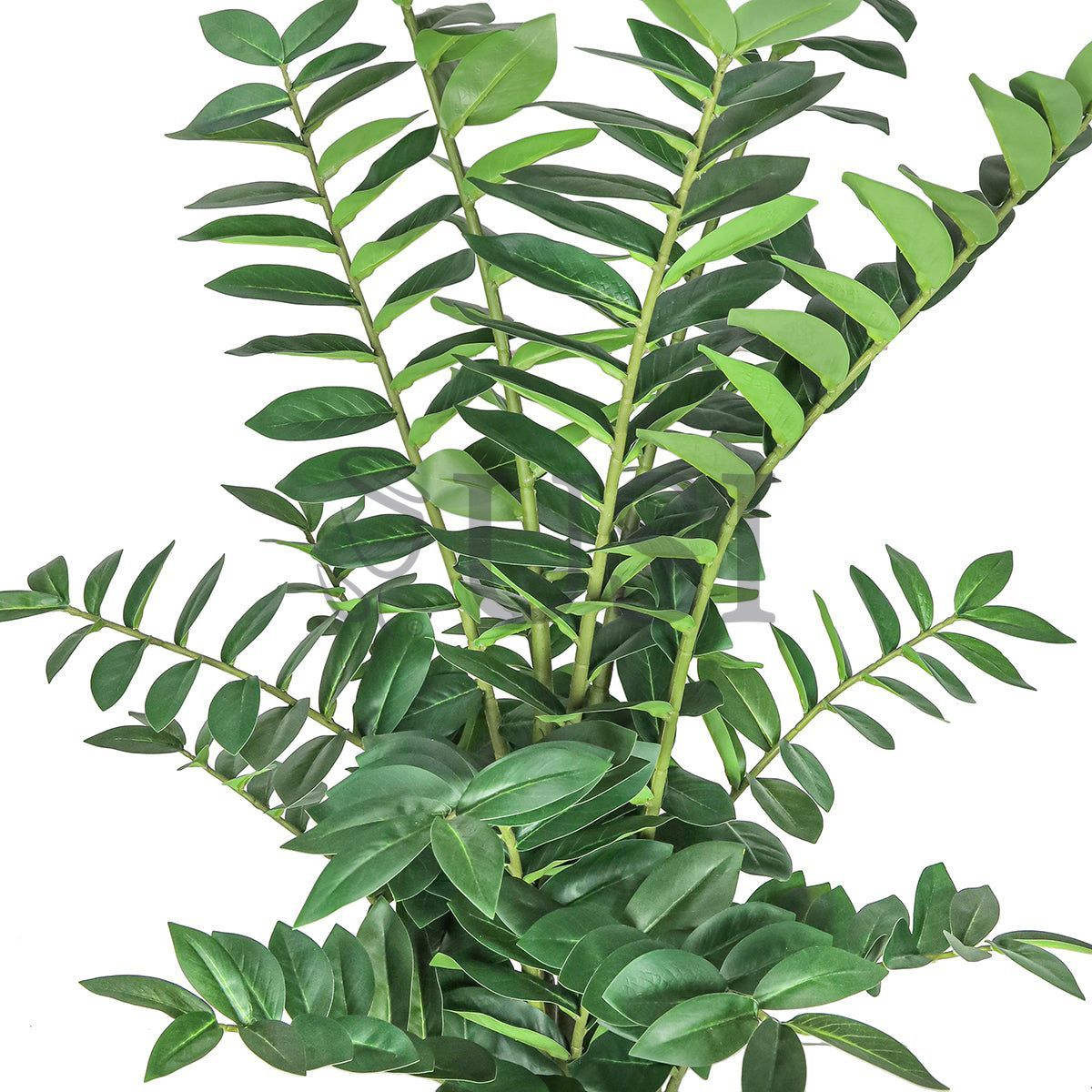 Zamiifolia ZZ Plant Real Touch Potted, 50in, Green