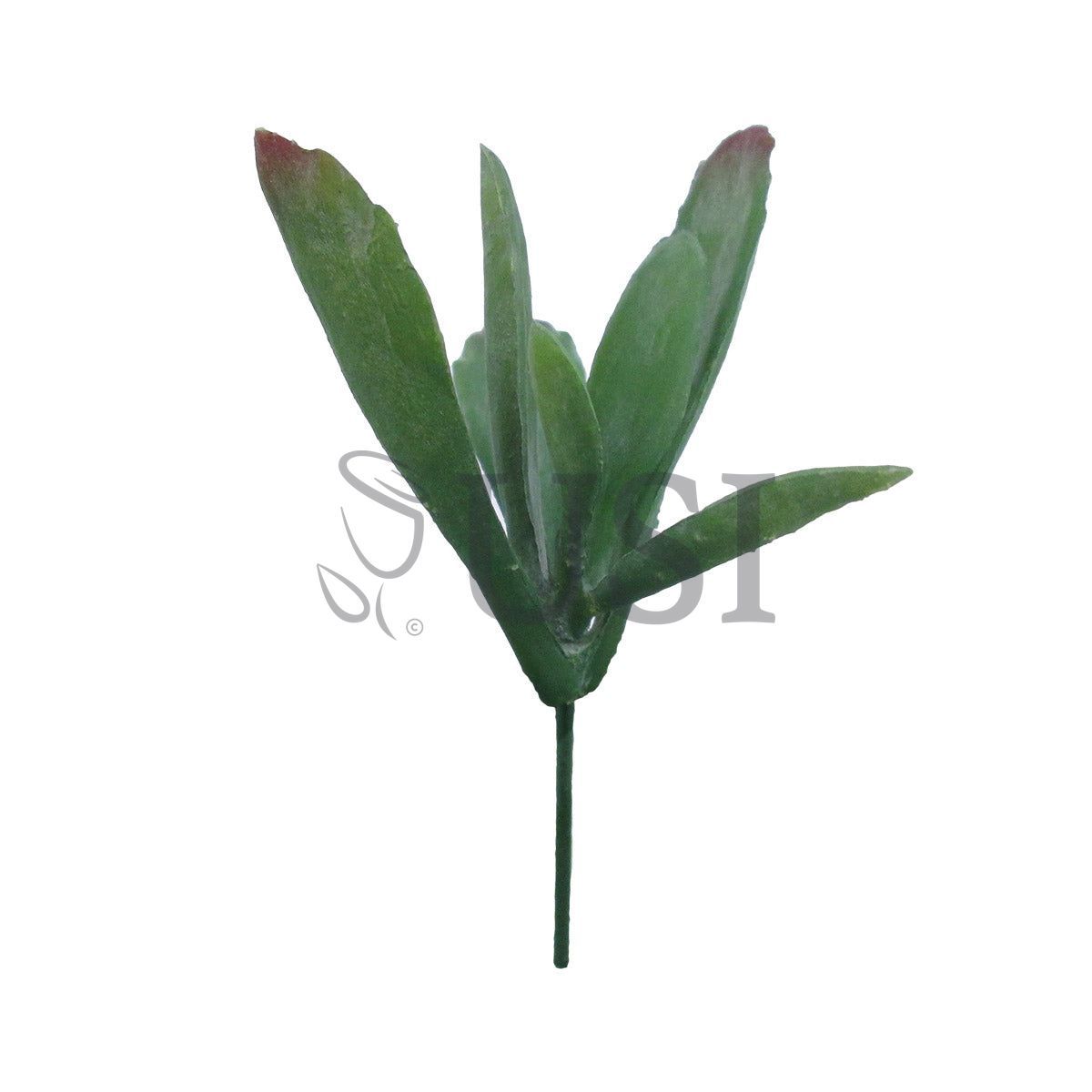 Kalanchoe Panda Plant Succulent Stem Bag of 2, 5in, Green Burgundy