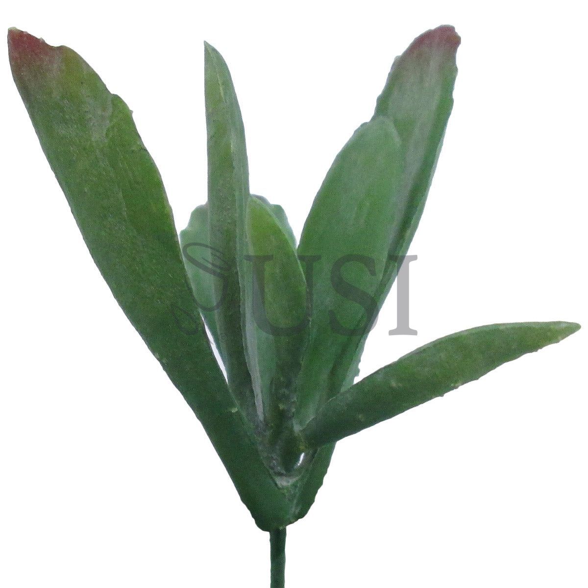Kalanchoe Panda Plant Succulent Stem Bag of 2, 5in, Green Burgundy