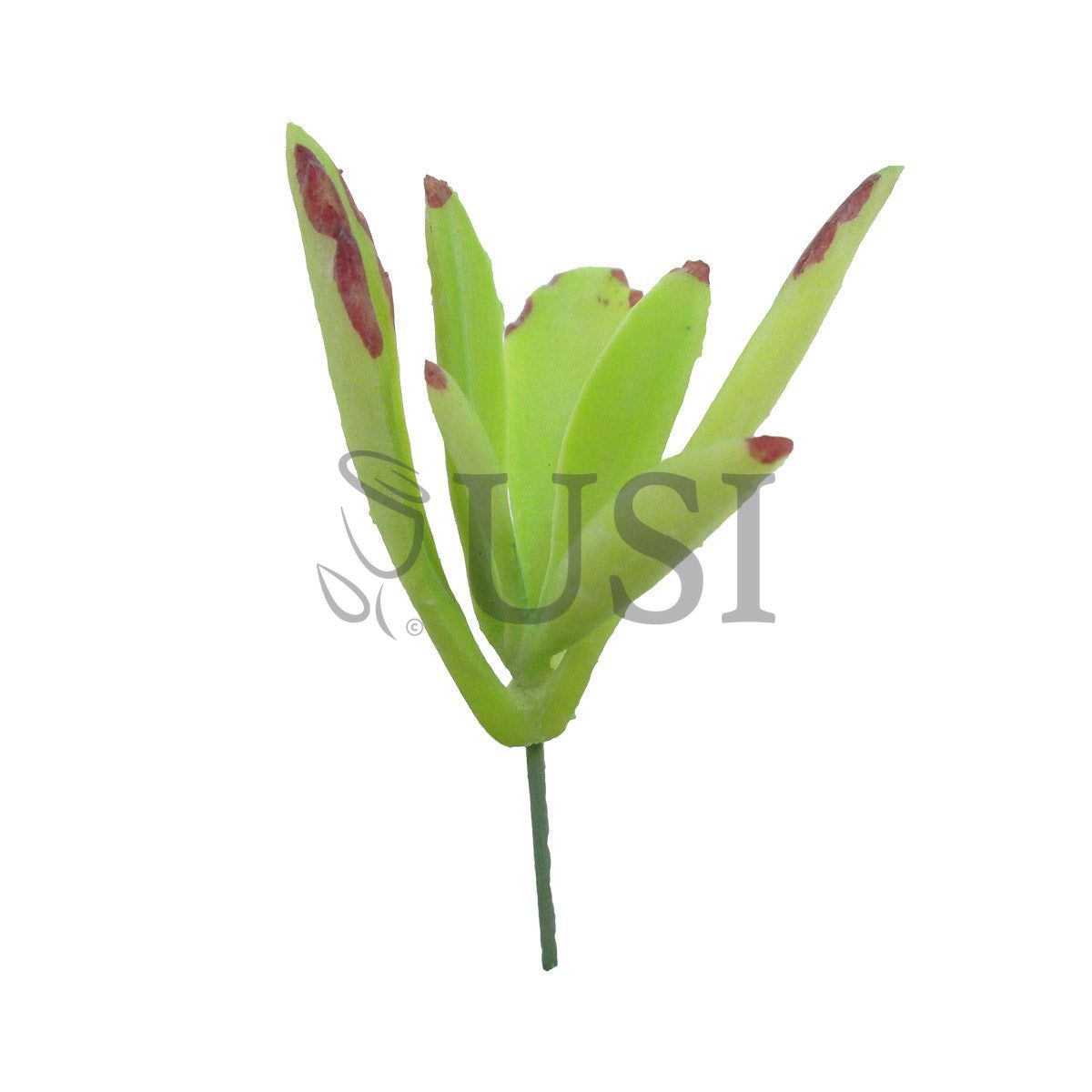 Kalanchoe Panda Plant Succulent Stem Bag of 2, 5in, Light Green