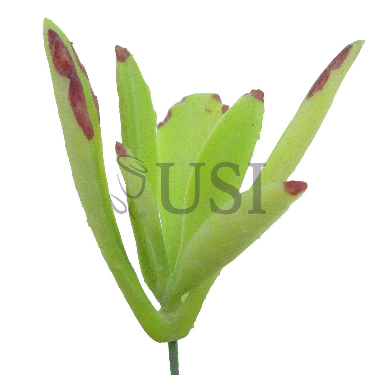 Kalanchoe Panda Plant Succulent Stem Bag of 2, 5in, Light Green