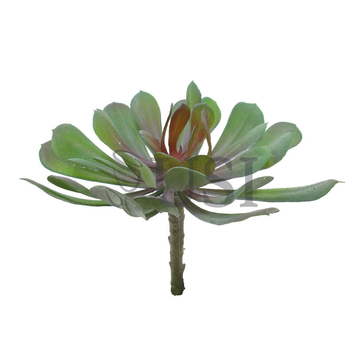 Lotus Succulent, 5in, Green Burgundy