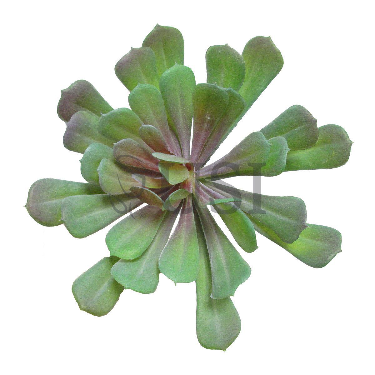 Lotus Succulent, 5in, Green Burgundy