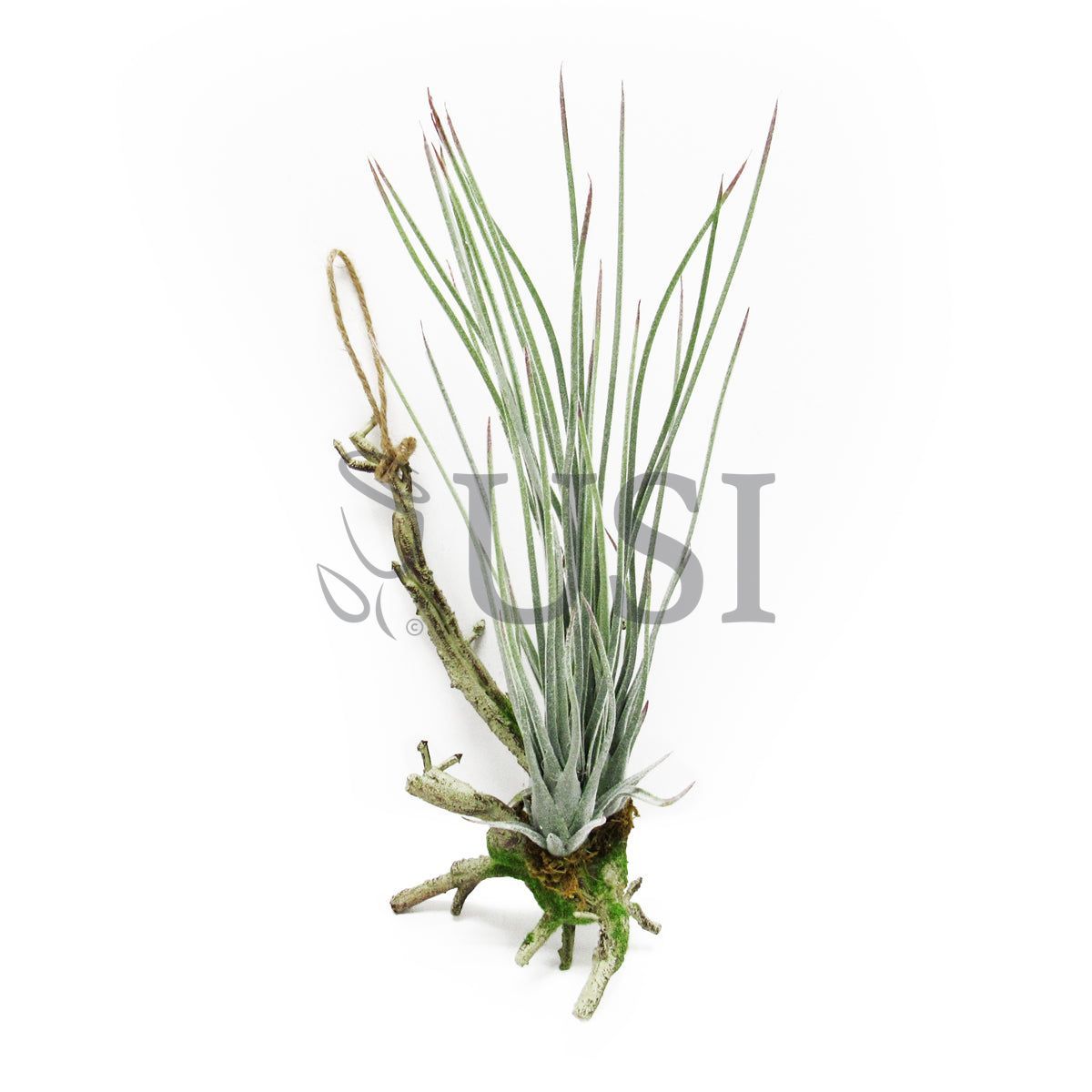 Tall Tillandsia Succulent Hanging Airplant x2, 11.75in, Frosted Green
